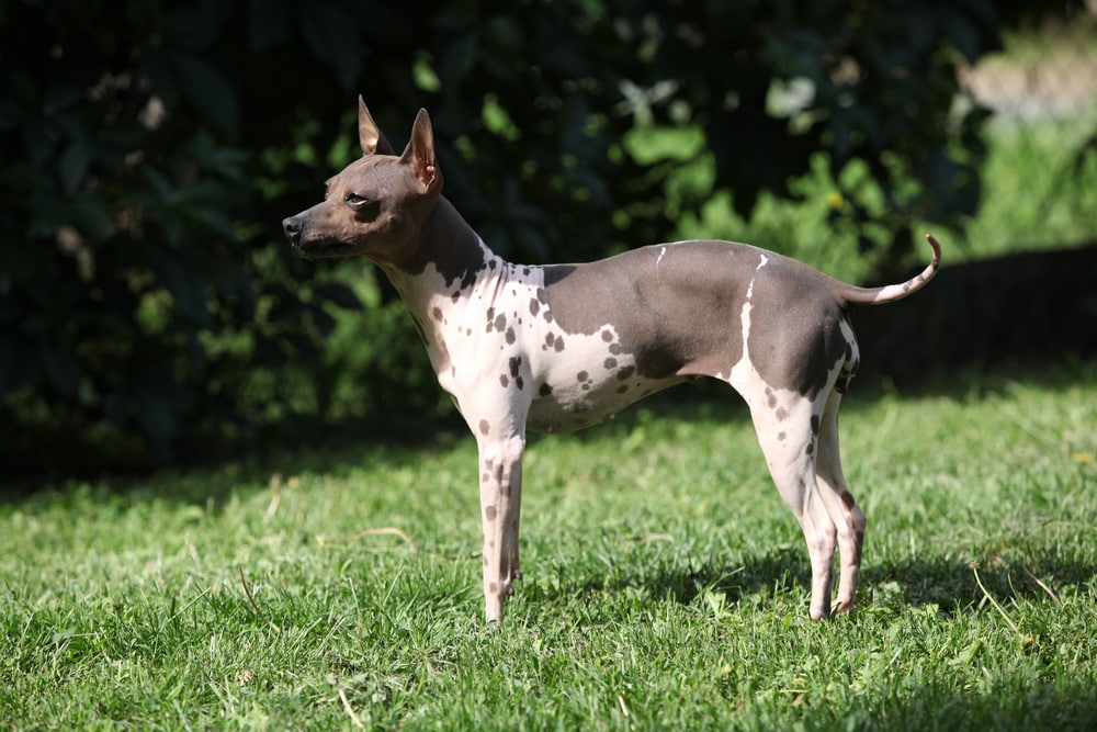 22 Fun Facts About American Hairless Terriers